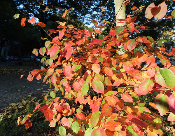 3. Musikalischer Kaiserherbst